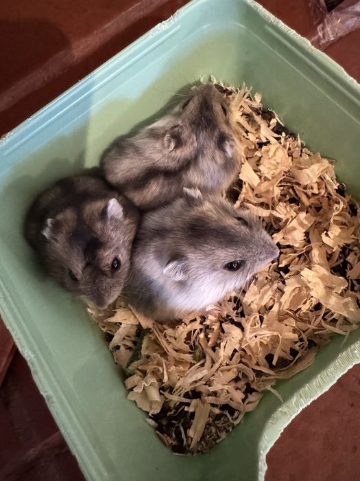 Vand Hamster pitic