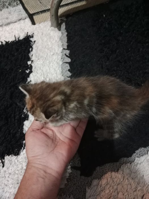 Отдам в добрые руки