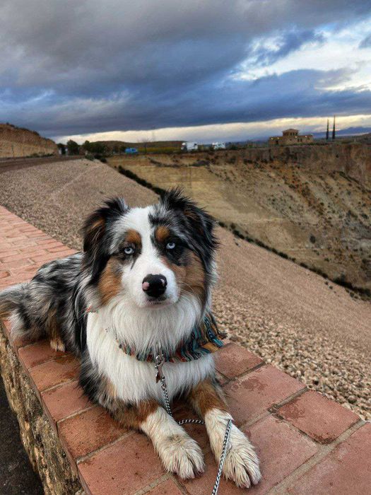 Красив австралийски овчар – мъжки, роден на 01.05.2023, търси нов дом