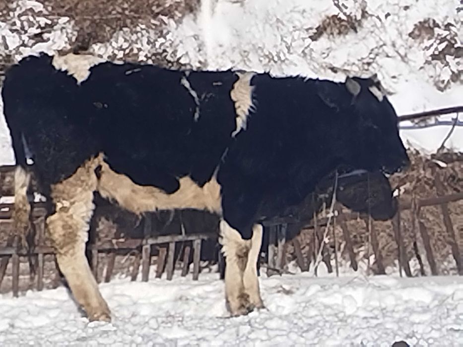 Бычки и тёлочки на