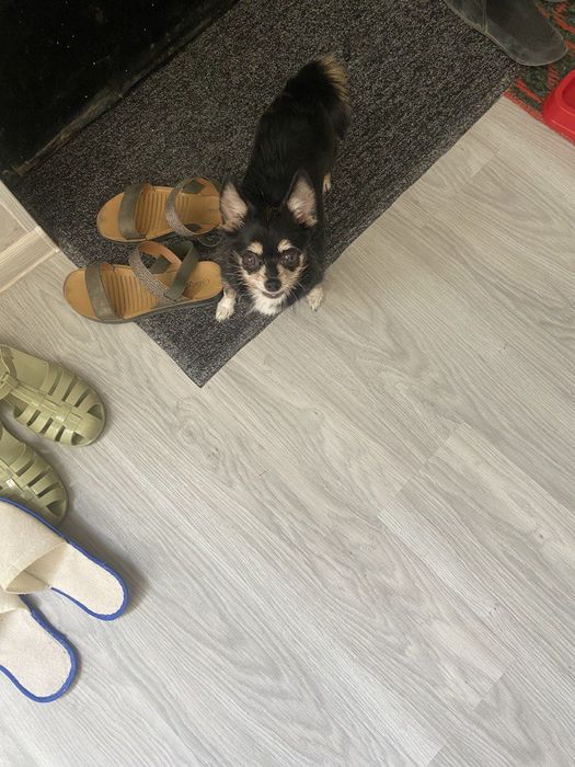 мини чихуахуа (девочка)