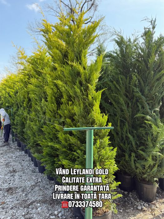 Vând Leylandi/Leylandi gold calitate extra
