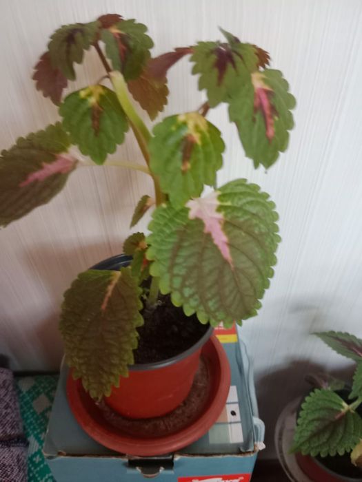 Продам комнатные цветы