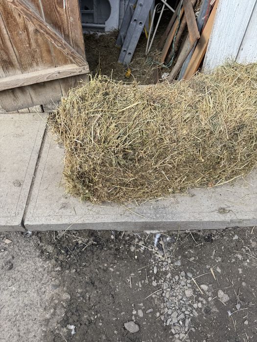 Vand baloți de lucerna prima cosă