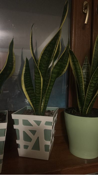 Цветы комнатные сансевиерия