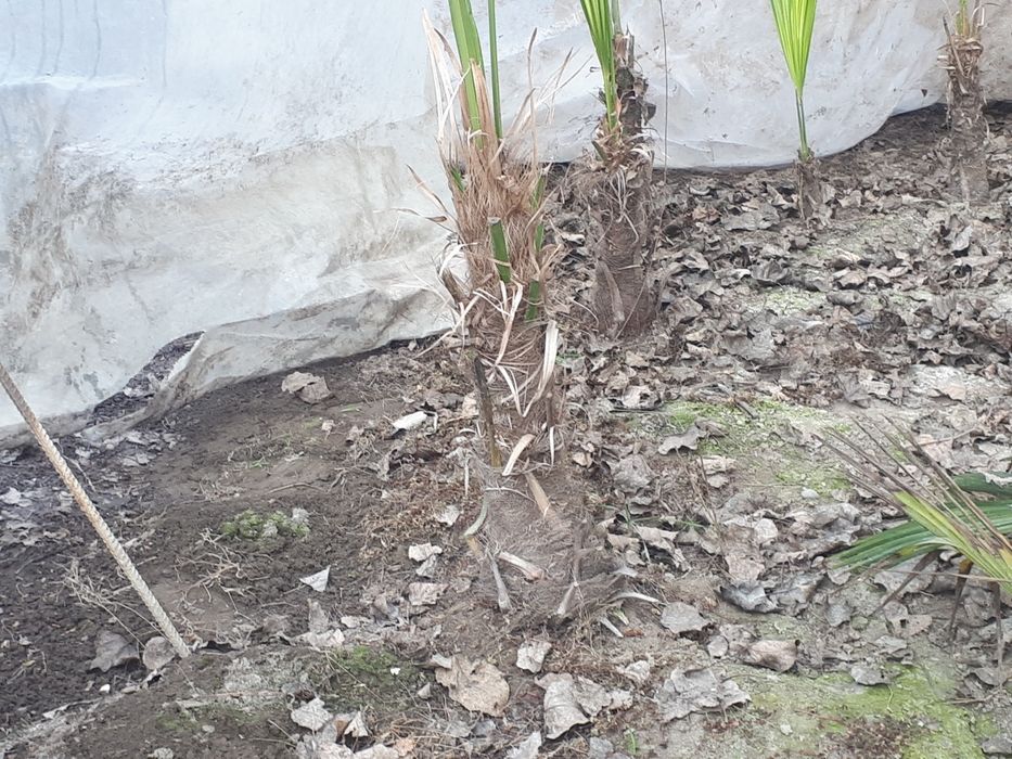 Palma gullar andijon