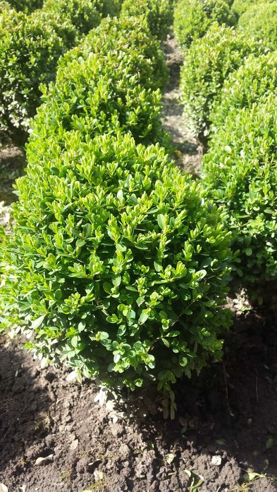 Чимшири  на 11 години добре оформени и гъсти топки!.Подходящо време!