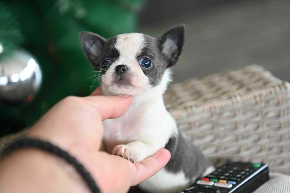 Женско мини чихуахуа бяло синьо