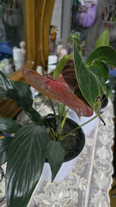 Xonaki tuvakda Gullar