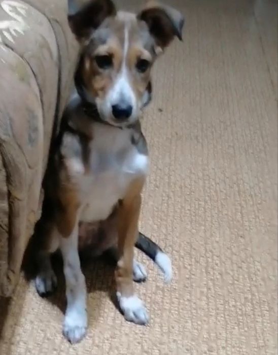 Щенок девочка бесплатно