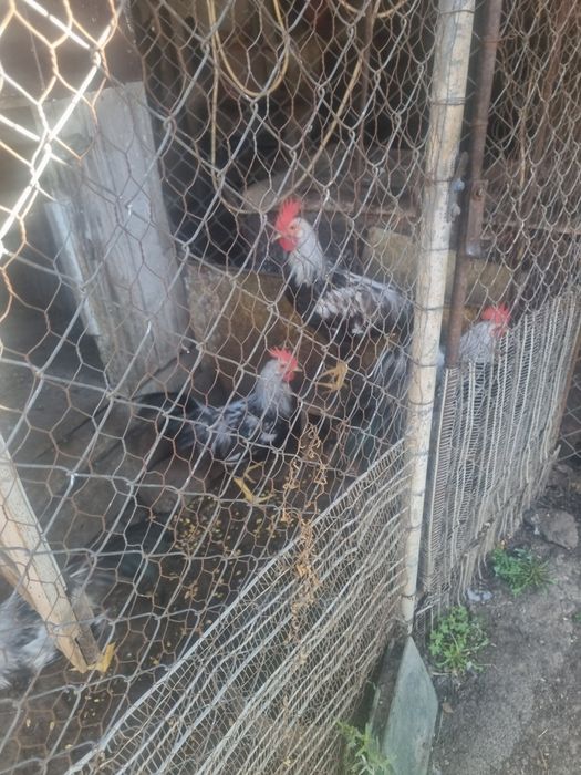 Cocosei italieni de van