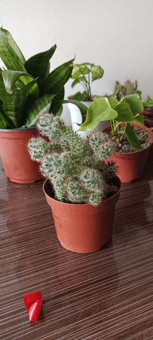 Бөлме гүлдері .комнатные цветы