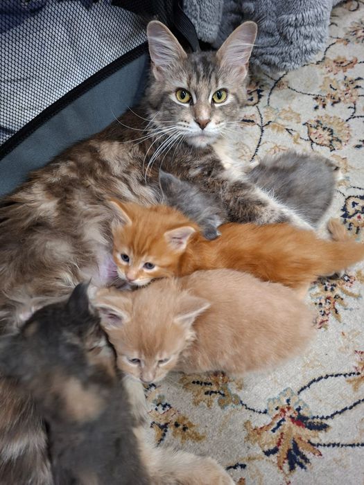 Котята Мейн куна