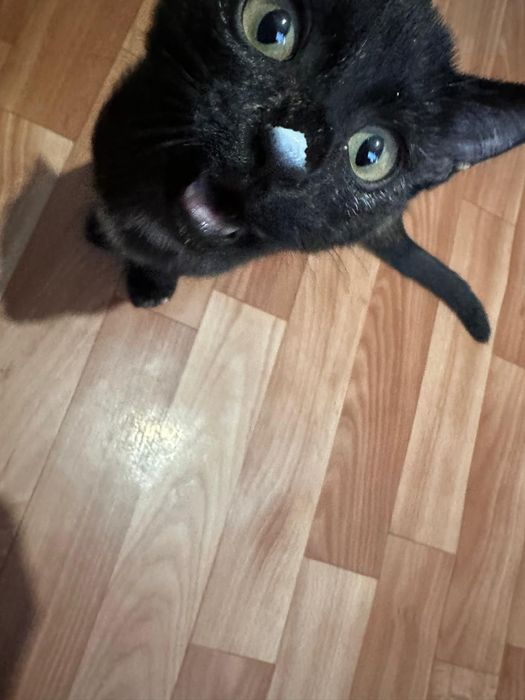 Хорошие Дарю котёнка