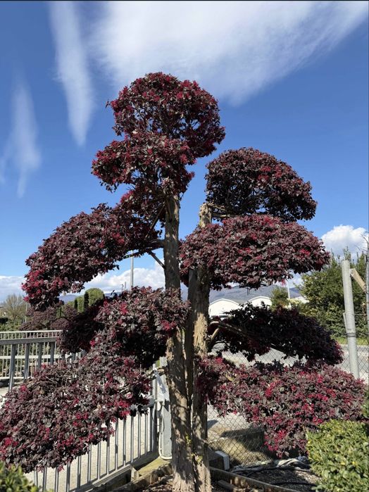 Plante ornamentale