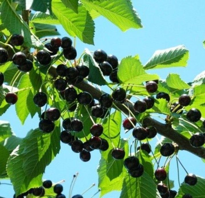 Cires (Amar de Amara )