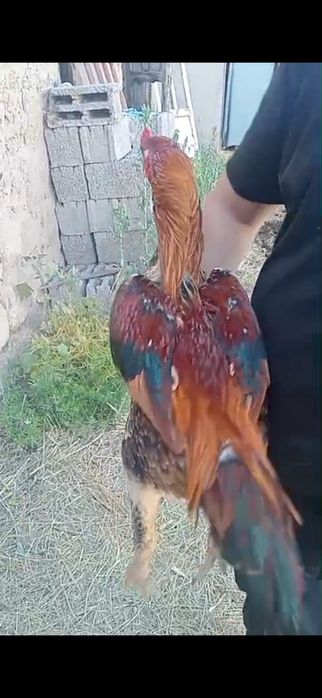Бойцовый кораз шоже