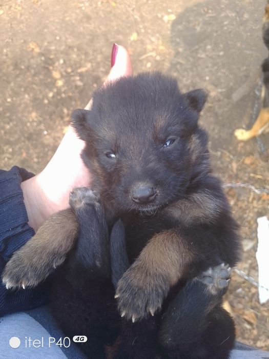 Готовы щенки на продажу срочно