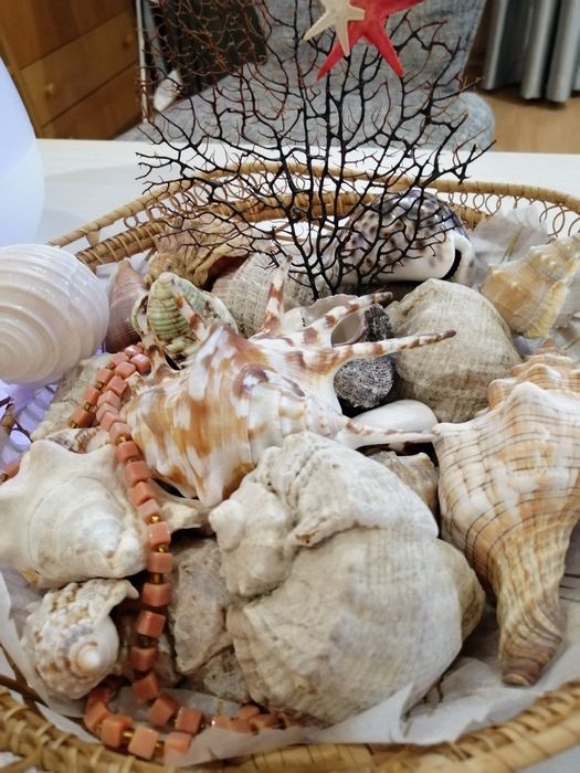 Продам набор ракушек.