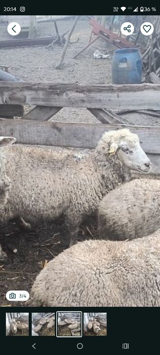 De vânzare o oaie gestanta