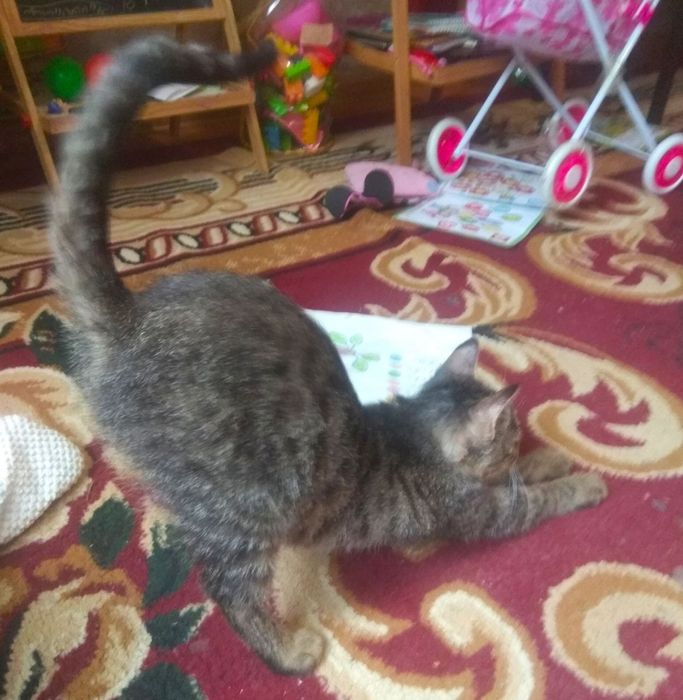 Котенок кошечка в семью