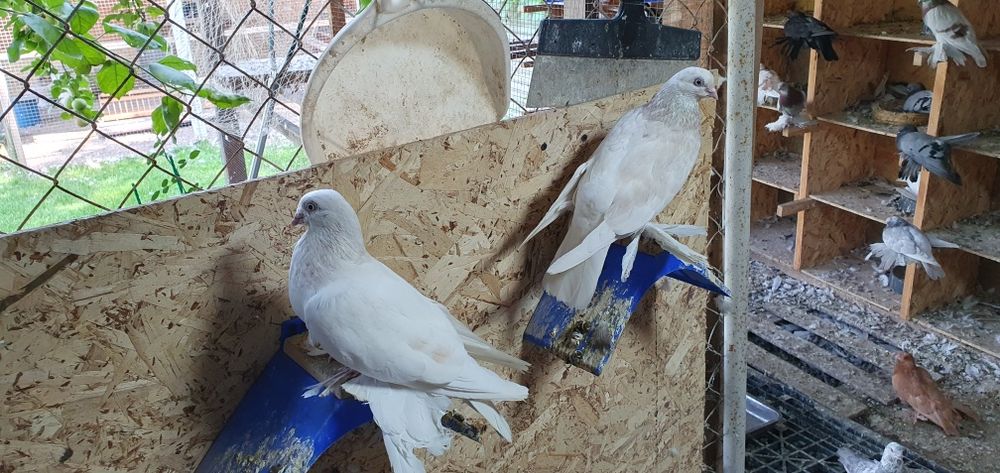 Голуби бойные разных мастей