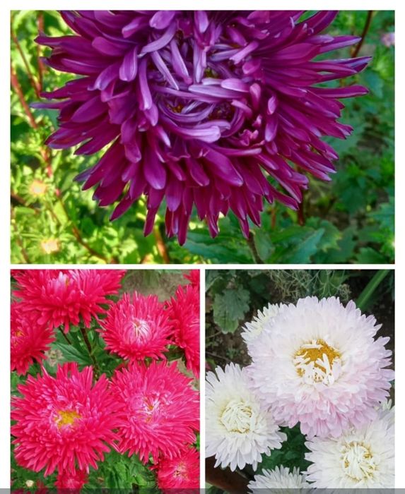 Продам семена такой астры.