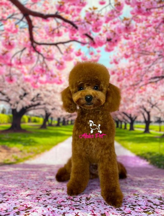 Caniche Pudel Toy Mascul cu Pedigree 8 luni educat, bland crescut in familie