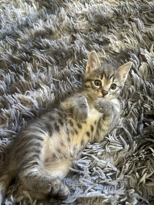 Котёнок в добрые руки. Мушукча хадияга берилади