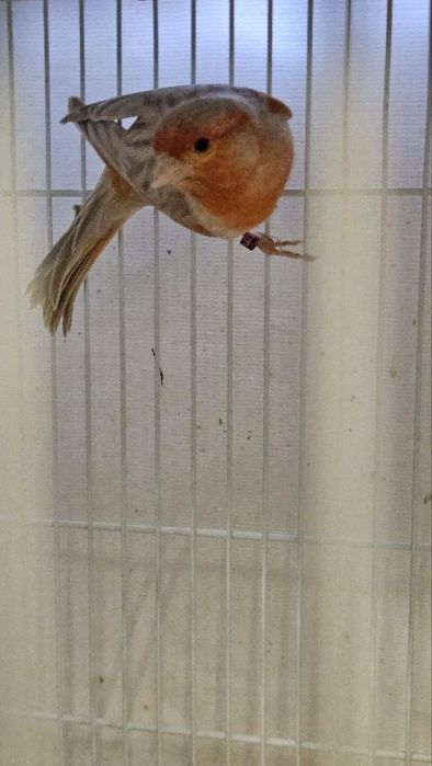 Канарейка сотилади.