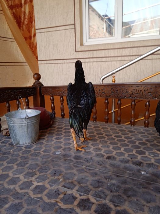 Dakang xo'rozlar sotiladi zoti koreyskiy