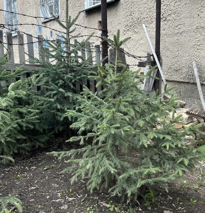 Продаем боровские ели