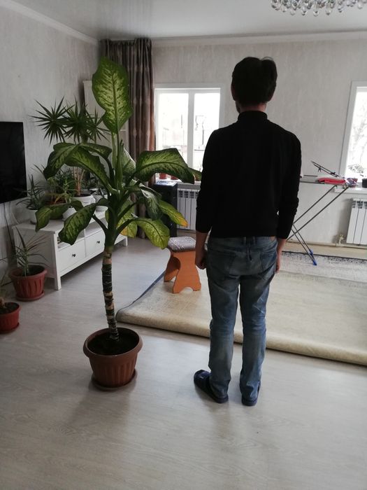 Цветы комнатные в горшках