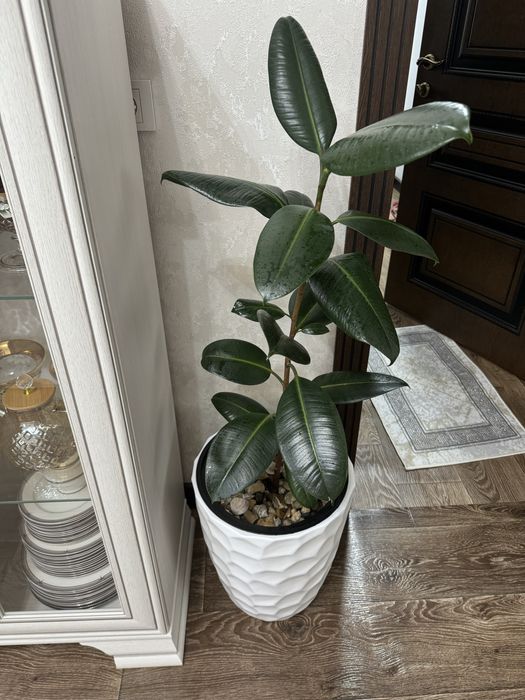 Фикус 85см ……………..