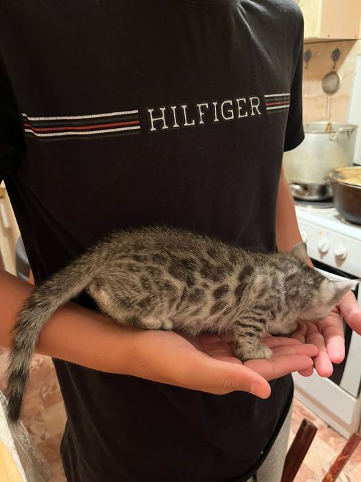 Продам котят Бенгал.