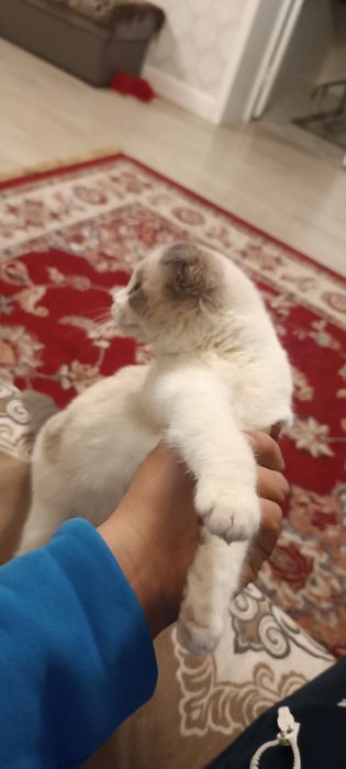 Британская вислаухая