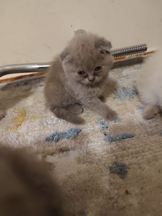 Продаются котята чистокровные шотландцы