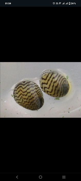 Продам чистильщиков в аквариуме, Теодоксус улитки