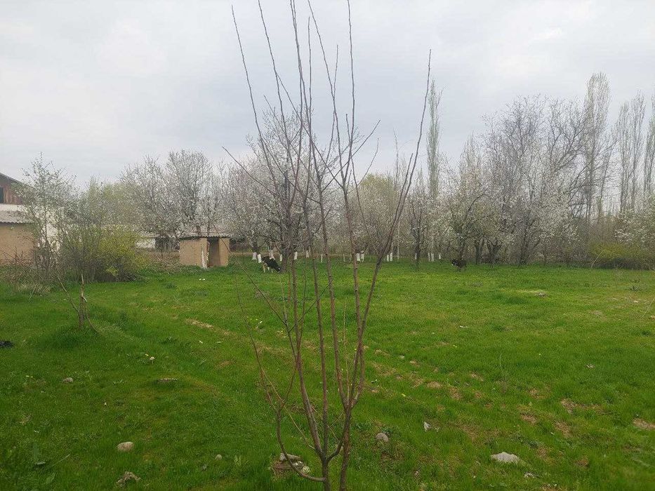 Юкори чирчик тумани 
Жамбул махалласи участка сотилади