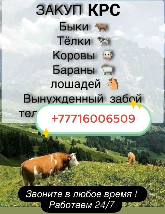 Лошадей кобылы жеребцов