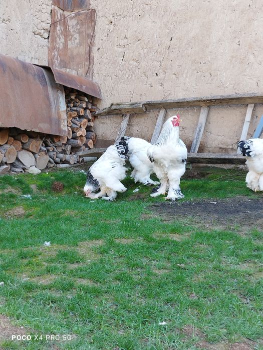 Светлый Брама тухумлари.