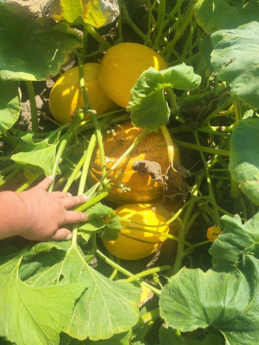 Bostani în cantități foarte mari