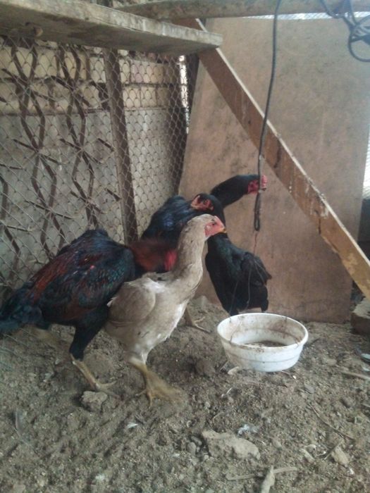 ganoy kareya jujalari sotuda