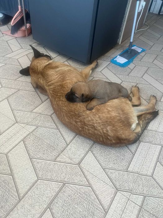 Щенки Бельгийской овчарки малинуа