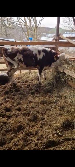 De vânzare 14 vițele și 6 tăurași