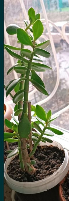 Продам денежное дерево