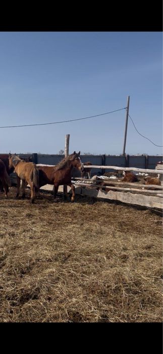 Продам жеребца.