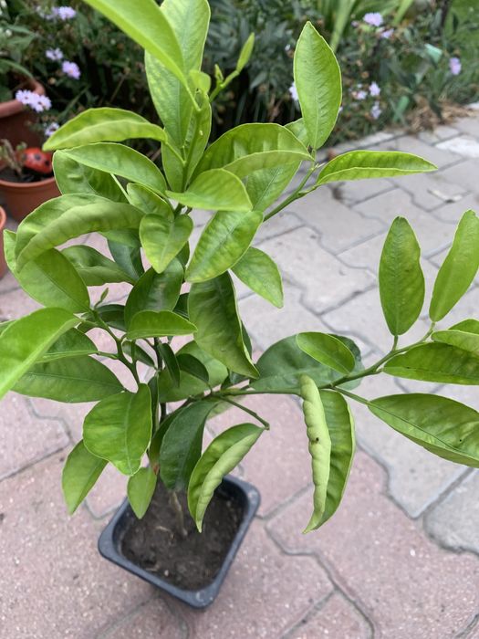 Продам комнатные цветы