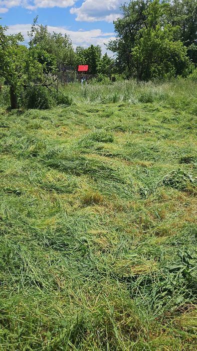 Iarba de vanzare cosita si necosita in Domnesti(Arges) si Pietrosani(Arges).Pruni, meri, nuci, stejari micuti sau mari pentru plantat in gradini.