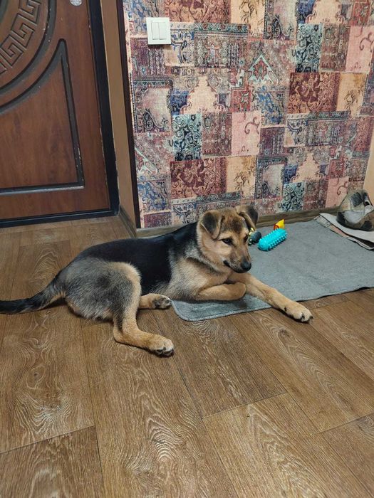 Щенок ищет свой дом!